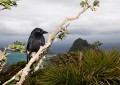 Lord Howe Island_20061211_044